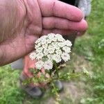 Oenanthe sarmentosa Flower