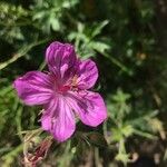 Geranium viscosissimum Kukka