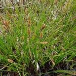 Carex nigra 花