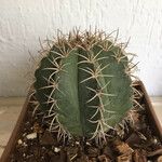 Melocactus matanzanus Blatt