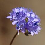 Gilia achilleifolia Blomma