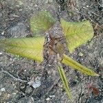 Reynoutria japonica 叶
