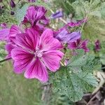 Malva arboreaÕis