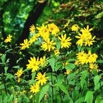 Helianthus divaricatus Цветок