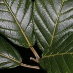 Ficus brevibracteata Hoja