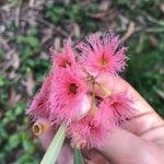 Albizia julibrissinFlower