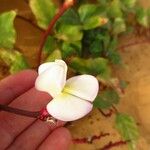 Vigna unguiculata Flower