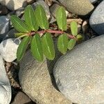 Euphorbia nutans Habit