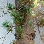 Pinus cembra برگ