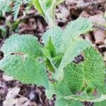 Salvia glutinosa Leaf