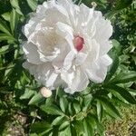 Paeonia lactiflora Kukka