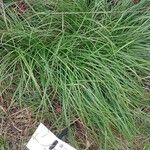 Carex divulsa Hoja