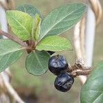 Lonicera japonica Fruit