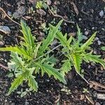 Sisymbrium loeselii Leaf