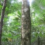 Leonia glycycarpa Habitat