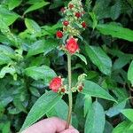 Kohleria spicata Leaf