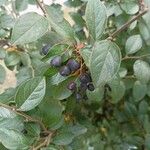 Cotoneaster acutifolius Fruit