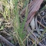 Distichlis spicata Leaf