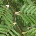 Acacia cornigera Hoja