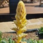 Orobanche pubescens Цвят