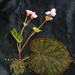 Begonia picta Агульны выгляд