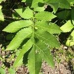 Cephalaria gigantea Leaf