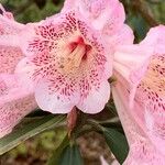 Rhododendron irroratum Blomst