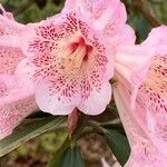 Rhododendron irroratum Flor