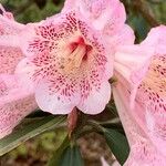 Rhododendron irroratum Λουλούδι