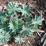 Lupinus micranthusBlad