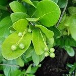 Coccoloba diversifolia Fruit