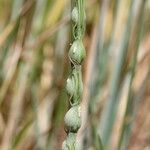 Aegilops ventricosa Fruit