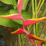 Heliconia latispatha Corteza