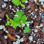 Petroselinum crispum Leaf