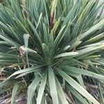 Yucca flaccida Leaf