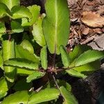 Kalanchoe pinnata Blatt