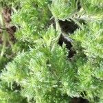 Artemisia frigida Blatt