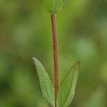 Eupatorium pilosum Cortiza