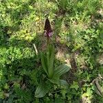 Orchis purpurea Liść