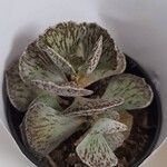 Kalanchoe rhombopilosa Blad