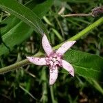 Oxypetalum solanoides Blomst