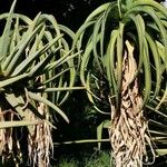 Aloe thraskii Hábitos