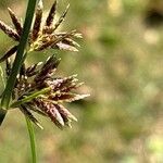 Cyperus longus Blodyn