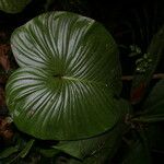 Philodendron grandipes 形态