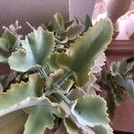 Kalanchoe beharensis Folha