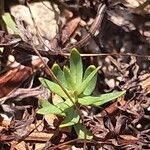 Lysimachia monelli Leaf