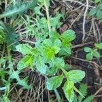 Lycianthes rantonnetii Leaf