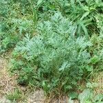 Artemisia absinthiumCasca