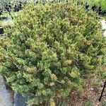 Pinus parviflora ᱛᱟᱦᱮᱸ