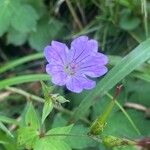 Geranium nodosumFleur